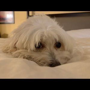 Meet your Posher, Karim